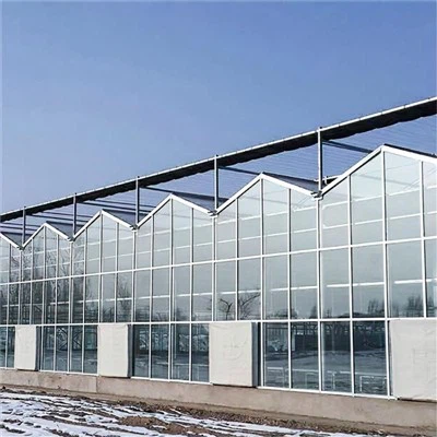 multi span venlo نوع الدفيئة